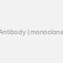 Monoclonal PIP5K3 Antibody (monoclonal) (M01), Clone: 6C7